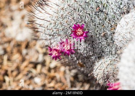 Cactus à fleurs (Mammillaria haageana) Banque D'Images