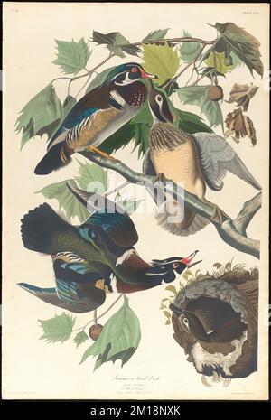 Été ou canard de bois : Anas parraina, L. 1, 2. Hommes. 3, 4. Femmes. Platanus occidentalis - arbre en bois à boutons. c.1 v.3 planche 206 , Canards, sycomores, nids, canard de bois, Sycomore américain. The Birds of America- tiré des dessins originaux de John James Audubon Banque D'Images