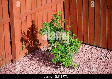 Arbuste de la forêt flamboyante de Pieris fraîchement planté dans le jardin Banque D'Images