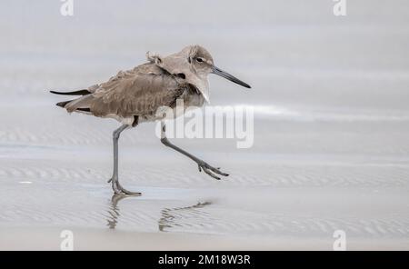 Willet, Tringa semipalmata, se nourrissant le long du rivage sablonneux par une journée très venteuse. Hiver, Texas. Banque D'Images