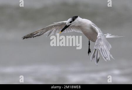 Sandwich sterne, Thalasseus sandvicensis, débarquant dans le surf pour se laver et se prélasser. Golfe du Mexique, hiver. Banque D'Images