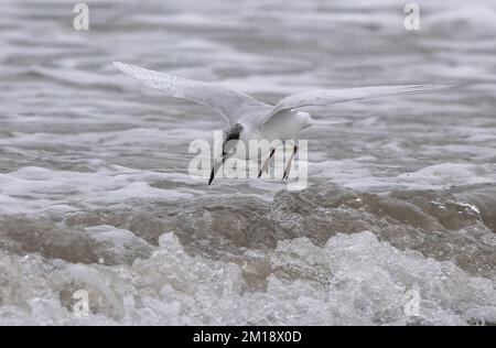 Tern de Forster, Sterna forsteri, débarquant dans le surf pour se laver et se prélasser. Golfe du Mexique, hiver. Banque D'Images