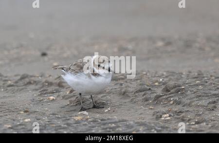 Pluvier enneigé, Charadrius nivosus, se nourrissant le long du rivage en hiver, golfe du Mexique. Banque D'Images