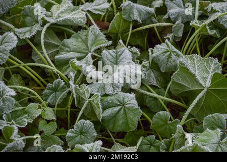 Londres, Angleterre, Royaume-Uni. 11th décembre 2022. Plantes couvertes de gel dans un parc. Londres s'est réveillée par des températures glaciales alors que le temps arctique de Scandinavie, appelé Troll de Trondheim, a frappé le Royaume-Uni. (Image de crédit : © Vuk Valcic/ZUMA Press Wire) Banque D'Images