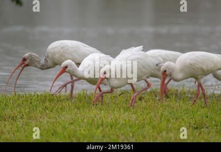 Groupe d'ibis blanc américain, Eudocimus albus, se nourrissant dans les prairies humides, Texas. Banque D'Images