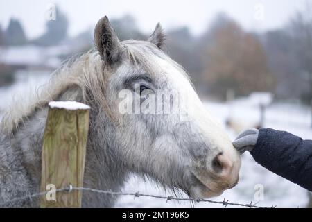 Kidderminster, Royaume-Uni. 11th décembre 2022. Météo au Royaume-Uni : la neige frappe les Midlands ! Ce poney reçoit un peu d'attention avec un coup de pied sur son nez de gentiment passersby dehors pour leur promenade du dimanche entre les averses de neige. Crédit : Lee Hudson/Alay Live News Banque D'Images