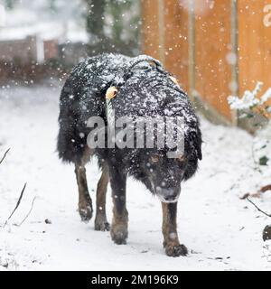 Kidderminster, Royaume-Uni. 11th décembre 2022. Météo au Royaume-Uni : la neige frappe le Midland ! Les marcheurs, bravant les températures de l'arctique lors de leur promenade du dimanche, sont confrontés à une forte chute de neige. Max le chien - une frontière collie croix, ne semble pas l'esprit car il aime sa marche devenir plutôt humide comme la neige continue à tomber. Lee Hudson/Alay Live News Banque D'Images