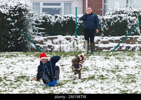 Chippenham, Wiltshire, Royaume-Uni, 11th décembre 2022. Alors que les habitants de Chippenham se réveillent à leur première neige de l'année, une femme réagit alors que deux petits chiens chassent une femme en glissant sur une colline sur un traîneau dans un parc local de Chippenham. Credit: Lynchpics/Alamy Live News Banque D'Images