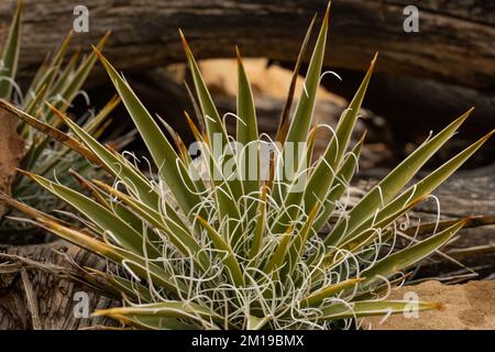 Petite Yucca en pleine croissance dans la nature sauvage du parc national de Capitol Reef Banque D'Images