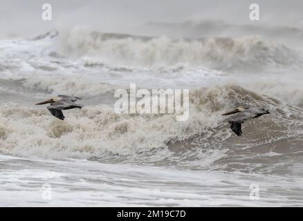 Pélicans bruns, Pelecanus occidentalis, volant au-dessus des mers rugueuses dans le golfe du Mexique, au sud du Texas, après des galas hivernales. Banque D'Images