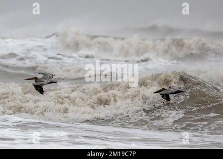 Pélicans bruns, Pelecanus occidentalis, volant au-dessus des mers rugueuses dans le golfe du Mexique, au sud du Texas, après des galas hivernales. Banque D'Images