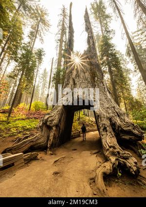 Sunburst survolez le Hiker dans le Fallen tunnel Tree dans le parc national de Yosemite Banque D'Images