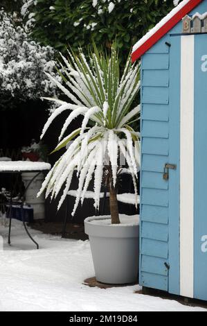 CORDYLINE PLANTE EN POT DANS DES CONDITIONS HIVERNALES ENNEIGÉES RE SOINS JARDINAGE MALADIE HARDY GEL GLACE GIVRÉE ETC UK Banque D'Images