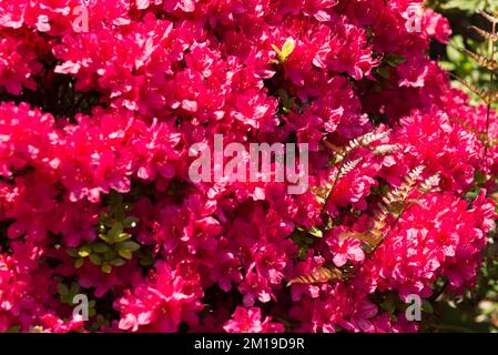 Fleurs rouges d'une plante dans le tombeau appelé 47 Ronin dans la région de Sengaku-ji, Tokyo, Japon Banque D'Images