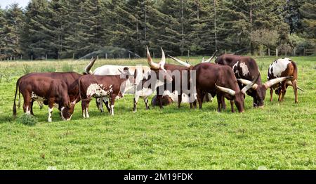 Vaches Ankole-Watusi, veaux et taureau « Bos taurus », pâturage vert, Sitka Spruce, Californie. Banque D'Images