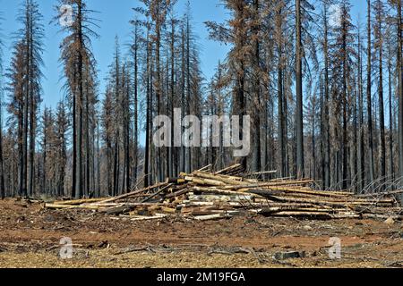 Récupération des arbres brûlés, résultant d'un incendie de forêt, affectant le jeune Douglas Fir, Ponderosa & Sugar Pine, Highway 36, Californie. Banque D'Images