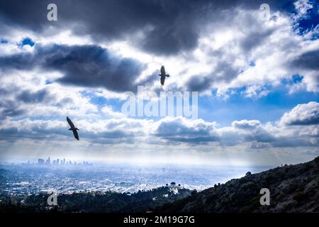 Vue saisissante sur les oiseaux silhouettés au-dessus du centre-ville de Los Angeles, CA, prise de Griffith Park; Griffith Observatory est au centre inférieur, à droite. Banque D'Images