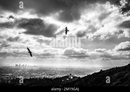 Vue saisissante sur les oiseaux silhouettés au-dessus du centre-ville de Los Angeles, CA, prise de Griffith Park; Griffith Observatory est au centre inférieur, à droite. Banque D'Images