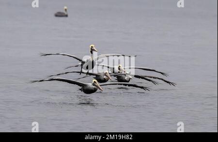 Groupe de pélicans bruns, Pelecanus occidentalis, volant à travers un lagon peu profond, en hiver. Texas. Banque D'Images