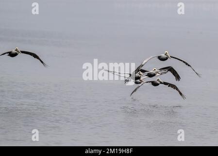 Groupe de pélicans bruns, Pelecanus occidentalis, volant à travers un lagon peu profond, en hiver. Texas. Banque D'Images