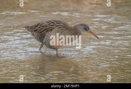 Clapper Rail, Rallus crèpitans, se nourrissant dans un lagon peu profond en hiver, Texas. Banque D'Images