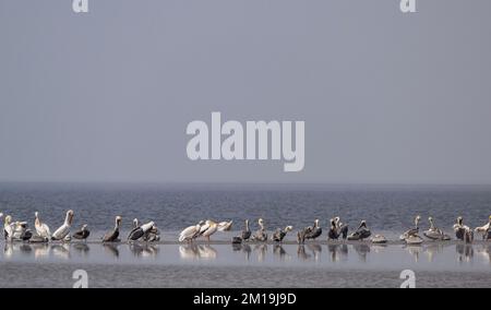 Pélicans bruns, Pelecanus occidentalis et pélicans blancs américains, Pelecanus erythrorhynchos, piquant sur une barre de sable dans le Lagun hypersaliné peu profond Banque D'Images