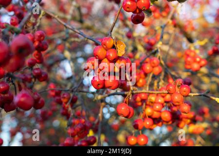 Gros plan sur un bouquet de baies rouges sur une manne rouge de Malus robusta - arbre de pomme de crabe, croissant en décembre dans le Berkshire, Angleterre Banque D'Images