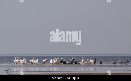 Pélicans bruns, Pelecanus occidentalis et pélicans blancs américains, Pelecanus erythrorhynchos, piquant sur une barre de sable dans le Lagun hypersaliné peu profond Banque D'Images