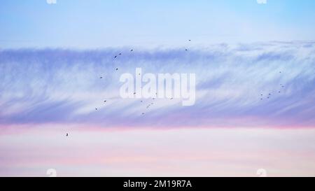 Édimbourg, Écosse, Royaume-Uni - ciel de novembre au coucher du soleil avec nuages cylindriques et oiseaux Banque D'Images