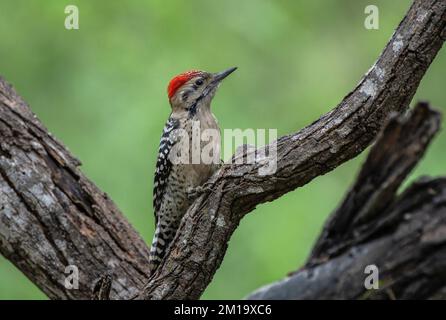 Pic à bois à dos en échelle, Dryobates scalaris, perché sur une branche d'arbre en hiver. Texas. Banque D'Images