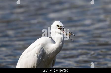 Petit Egret avec poisson dans la facture Banque D'Images