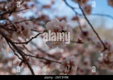 Un groupe de magnifiques fleurs d'abricot rose au début du printemps Banque D'Images