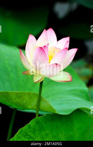 fleurs de lopud dans l'étang Banque D'Images