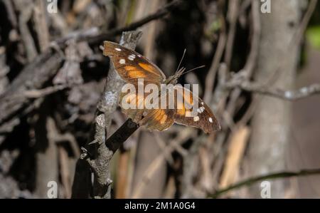 Museau américain, papillon, Libytheana carinenta, perché dans le Bush en hiver, Texas. Banque D'Images