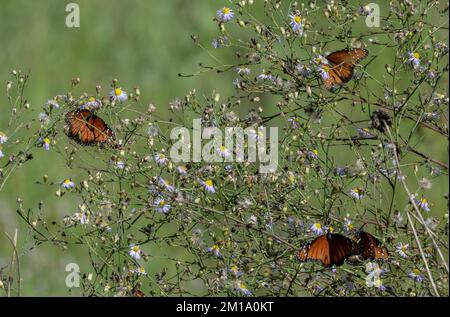 Des papillons soldats, Danaus eresimus, se nourrissant sur une brousse de fleurs en hiver. Texas. Banque D'Images