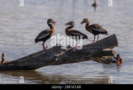 Canards sifflants à ventre noir, Dendrocygna autumnalis, jostling pour la meilleure position dans le roost. Hiver, Texas. Banque D'Images