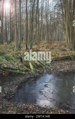 Pont en bois cassé dans une forêt marécageuse. Banque D'Images