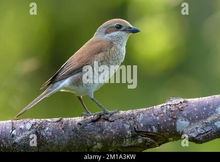 Shrike femelle à dos rouge (lanius collurio) perchée sur une branche densément couverte de lichen dans une lumière douce Banque D'Images