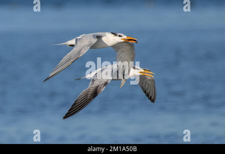 Deux sternes royales, Thalasseus maximus, en vol, une avec poisson, sur le lagon côtier. Texas. Banque D'Images