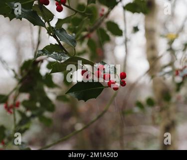 Frosty Holly, Northumberland Banque D'Images