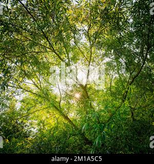 Lumière du soleil d'été filtrée à travers des arbres verts feuillus [format carré]. Banque D'Images