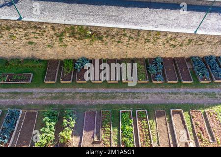 Les pots de fleurs de différentes couleurs sont disposés en deux rangées sur l'herbe verte Banque D'Images