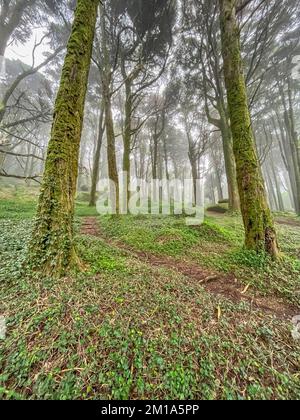 Une vieille forêt incroyable avec de la brume Banque D'Images