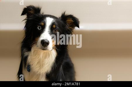 Portrait d'un berger australien qui incline la tête et qui se fixe à l'appareil photo avec des yeux de différentes couleurs. Banque D'Images