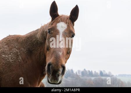 Portrait en gros plan d'un cheval brun domestique sur un pâturage en Allemagne, en Europe Banque D'Images