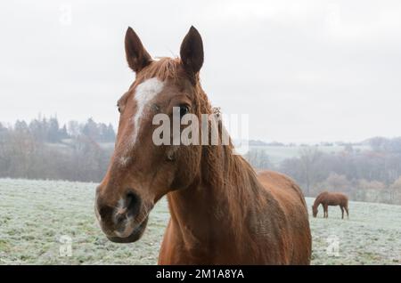 Portrait en gros plan d'un cheval brun domestique sur un pâturage en Allemagne, en Europe Banque D'Images