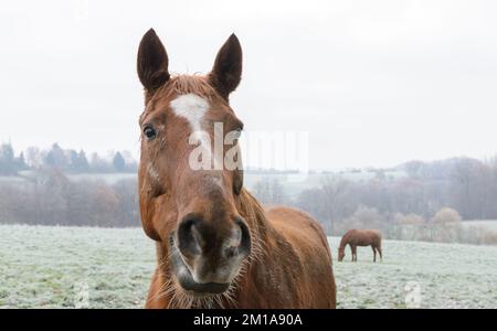 Portrait en gros plan d'un cheval brun domestique sur un pâturage en Allemagne, en Europe Banque D'Images