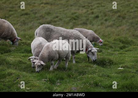 Moutons domestiques, Ovis aries, Eggum, îles Lofoten, Norvège Banque D'Images