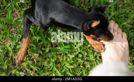 Jouer avec le chien dans le thème du jardin. S'amuser avec le chien pincher Banque D'Images