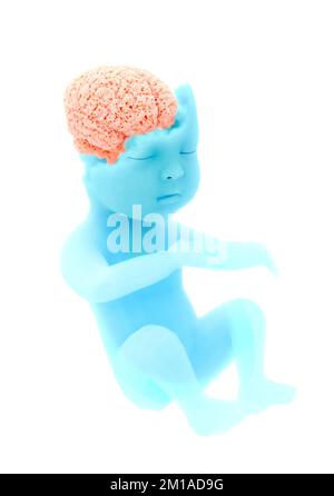 Enfant, fœtus, formation d'organe. Cerveau à effet éponge. Apprentissage de l'expansion sensorielle. Utérus de la mère, naissance. 3d rendu Banque D'Images